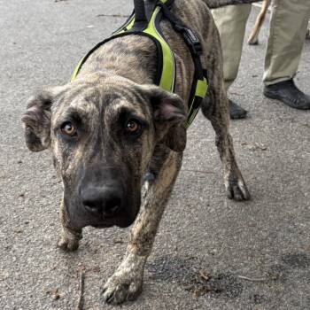 Shepherd and Pit Bull Terrier Dogs Available for Adoption in Columbia, South Carolina - Petey | PetCurious