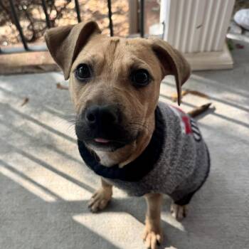 Rescue Black Mouth Cur and Labrador Retriever Dogs for Adoption in Fort Mill, South Carolina - Aspen | PetCurious