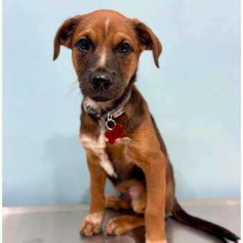 Mixed Breed Dogs Available for Adoption in Portland, Oregon - Apple | PetCurious