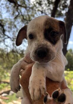Aubrey -  Australian Shepherd and Staffordshire Bull Terrier Dog for Adoption in New Braunfels, Texas - Aubrey | PetCurious