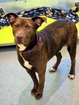 Hershey (Charlie) -  Retriever and Mixed Breed Dog for Adoption in Blountville, Tennessee - Hershey (Charlie) | PetCurious