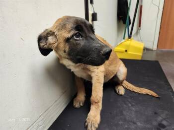 MESSI* -  Belgian Shepherd Malinois and Catahoula Leopard Dog Dog for Adoption in Santa Cruz, California - MESSI* | PetCurious