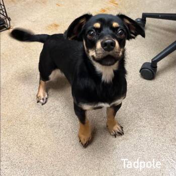 CT Tadpole - 11lbs -  Chihuahua and Mixed Breed Dog for Adoption in Stormville, New York - CT Tadpole - 11lbs | PetCurious