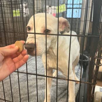 Petunia -  Pit Bull Terrier Dog for Adoption in Stephenville, Texas - Petunia | PetCurious