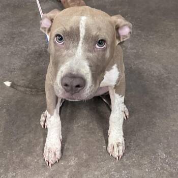 Izzy -  Terrier Dog for Adoption in Tampa, Florida - Izzy | PetCurious