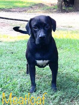Rescue Labrador Retriever Dogs for Adoption in Cairo, Georgia - Meatloaf | PetCurious