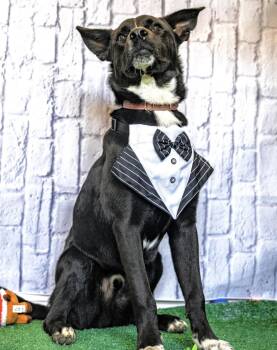 Rocky Kelpie -  Australian Kelpie Dog Available for Adoption in Lucas, Texas - Rocky Kelpie | PetCurious