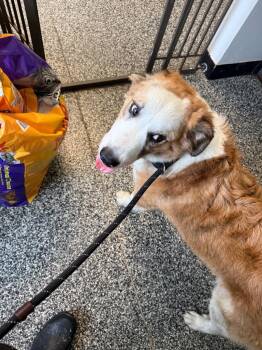 Mixed Breed Dogs Available for Adoption in Columbia, Tennessee - Tommy | PetCurious