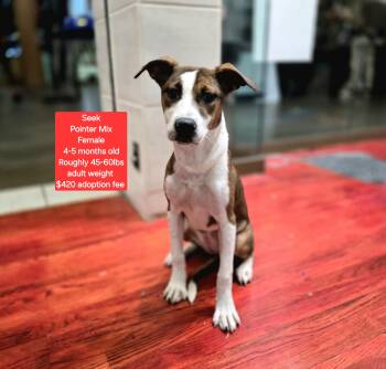 Rescue Pointer Dogs for Adoption in Oviedo, Florida - Seek | PetCurious