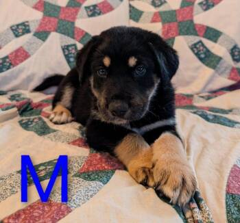 Staley -  Retriever and Mixed Breed Dog for Adoption in Calgary, Alberta - Staley | PetCurious