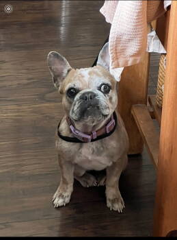 Rescue French Bulldog Dogs for Adoption in Hayward, California - Barbie | PetCurious