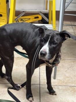 Rescue Mixed Breed Dogs for Adoption in Cincinnati, Ohio - Gurney | PetCurious