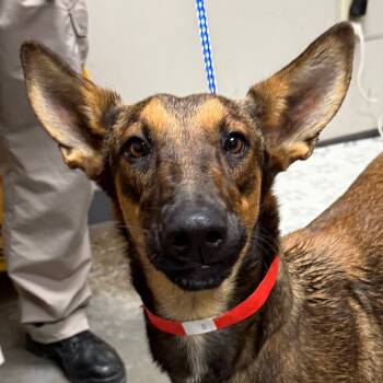 Rescue Belgian Shepherd Malinois and Mixed Breed Dogs for Adoption in Yuma, Arizona - Ruby | PetCurious