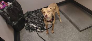 Mixed Breed Dogs Available for Adoption - Princess | PetCurious