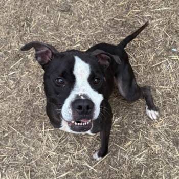 Valor -  Pit Bull Terrier and Mixed Breed Dog for Adoption in Westland, Michigan - Valor | PetCurious