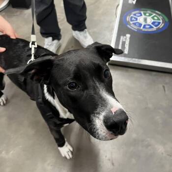 Labrador Retriever and Mixed Breed Dogs Available for Adoption - Oster | PetCurious