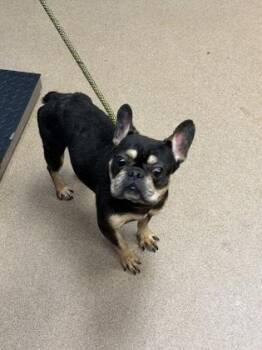 Fruther -ADOPTED! -  Mixed Breed Dog for Adoption in Chamblee, Georgia - Fruther -ADOPTED! | PetCurious