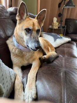 Lyra -  German Shepherd Dog Dog for Adoption in Fredonia, Wisconsin - Lyra | PetCurious