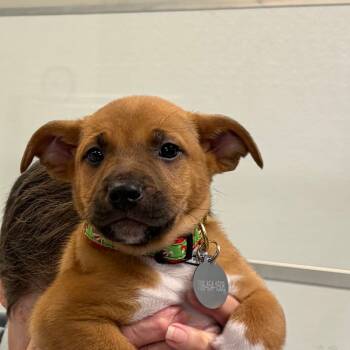 Rescue Mixed Breed and Hound Dogs for Adoption in Greensboro, Georgia - Roast | PetCurious