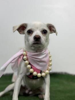 Carrie-One of our Amazing Rescue Dogs -  Pug and Chihuahua Dog for Adoption in Carlsbad, California - Carrie-One Of Our Amazing Rescue Dogs | PetCurious