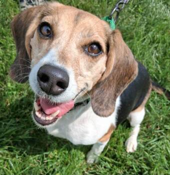 Abby -  Beagle Dog for Adoption in Fremont, Ohio - Abby | PetCurious