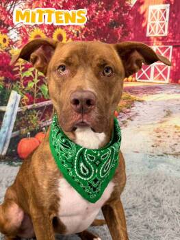 Mittens -  Mixed Breed Dog for Adoption in Flint, Michigan - Mittens | PetCurious