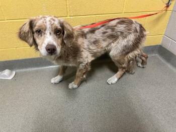 MABLE -  Australian Shepherd and Labrador Retriever Dog for Adoption in Colorado Springs, Colorado - MABLE | PetCurious