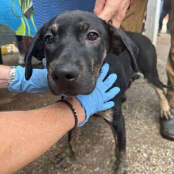 Doctor Princess -  Plott Hound and Black Labrador Retriever Dog for Adoption in Austin, Texas - Doctor Princess | PetCurious