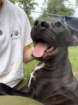Acre -  Labrador Retriever Dog for Adoption in Tallahassee, Florida - Acre | PetCurious