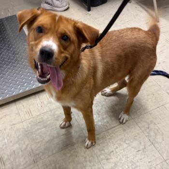 Groove -  Mixed Breed Dog for Adoption in Mentor, Ohio - Groove | PetCurious