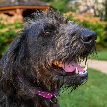 Duff -  Goldendoodle Dog for Adoption in Arlington Heights, Illinois - Duff | PetCurious