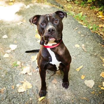 Rescue Mixed Breed Dogs for Adoption in Adrian, Michigan - Gibbs | PetCurious