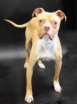 Boxer and Mixed Breed Dogs Available for Adoption - BAXTER | PetCurious