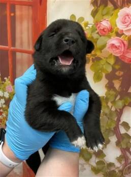Pit Bull Terrier Dogs Available for Adoption in San Bernardino, California - OCTAVIA | PetCurious