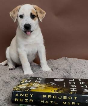 Shepherd and Australian Shepherd Dogs Available for Adoption in Phoenix, Arizona - Astrophage | PetCurious