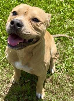 HUTCH -  Pit Bull Terrier Dog for Adoption in Grovetown, Georgia - HUTCH | PetCurious