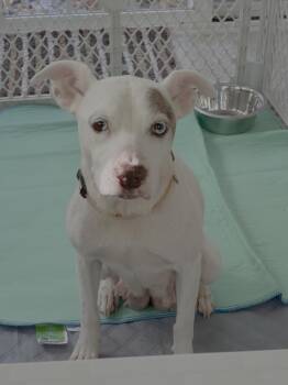 Autumn - Mom to Raine -  Terrier and Hound Dog for Adoption in Holly Springs, North Carolina - Autumn - Mom To Raine | PetCurious