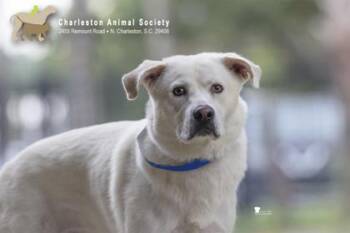 94368a Plebus -  White German Shepherd and Mixed Breed Dog for Adoption in North Charleston, South Carolina - 94368a Plebus | PetCurious