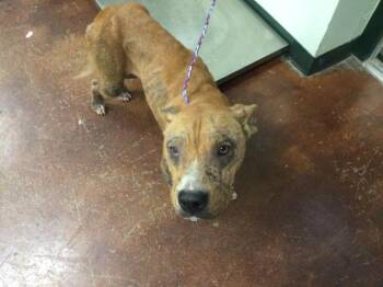 Rescue Boxer Dogs for Adoption in Thousand Palms, California - SWEET POTATO | PetCurious