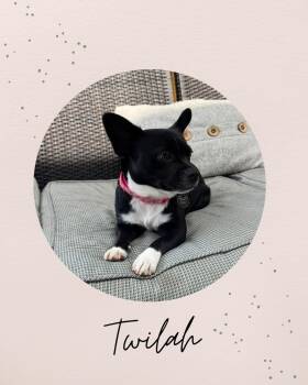TWILAH -  French Bulldog and Chihuahua Dog for Adoption in Coquitlam, British Columbia - TWILAH | PetCurious