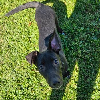 Weenie -  Mixed Breed Dog for Adoption in Oneonta, New York - Weenie | PetCurious