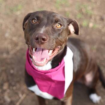 JACQUI -  American Staffordshire Terrier Dog for Adoption in San Antonio, Texas - JACQUI | PetCurious