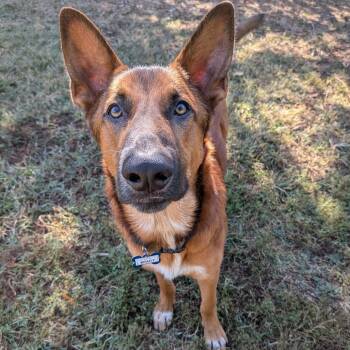 Brady -  Shepherd Dog for Adoption in Wake Forest, North Carolina - Brady | PetCurious