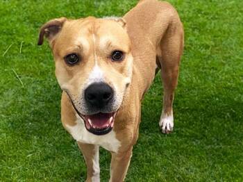 VENOM -  American Bulldog Dog for Adoption in Fort Lauderdale, Florida - VENOM | PetCurious