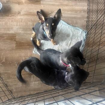 German Shepherd Dog Dogs Available for Adoption - 378 (2026) | PetCurious