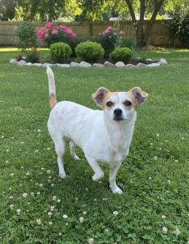 Chihuahua Dogs Available for Adoption in Bonifay, Florida - Sweet Pea | PetCurious