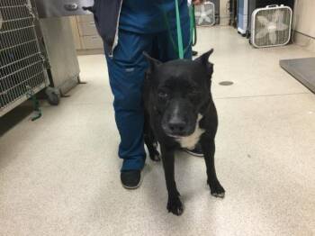 Labrador Retriever and Pit Bull Terrier Dogs Available for Adoption - MAMA BERRY | PetCurious