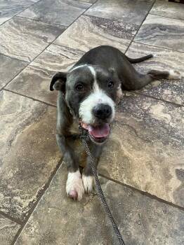 Rescue Bearded Collie Dogs for Adoption in Overland Park, Kansas - Kicker | PetCurious