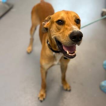Scooby Doo -  Mixed Breed Dog for Adoption in Sarasota, Florida - Scooby Doo | PetCurious