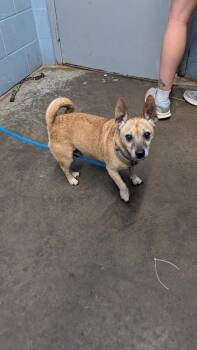 Colonel Sanders -  Chihuahua Dog for Adoption in Evansville, Indiana - Colonel Sanders | PetCurious